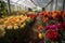 greenhouse filled with vibrant blooms, from roses to tulips