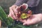 Greenhouse flower seedlings. Woman`s hand holding an orchid