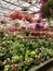 Greenhouse with flowers