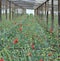 Greenhouse with flowers of carnation