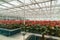 Greenhouse flowers plant cultivation