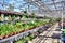 Greenhouse full of flowers and plants