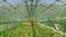 Greenhouse garden, interior