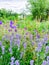 Greenhouse in a garden with purple flowers in the foreground