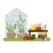 Greenhouse, garden tools, green plants and flowers in boxes and pots.