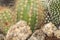 Greenhouse. Glass. Cactus. Nature. Garden. Green. Deco