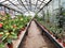 Greenhouse or glasshouse with colorful flowers and plants