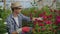 Greenhouse with growing roses inside which A male gardener in a hat inspects flower buds and petals. A small flower