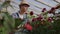 Greenhouse with growing roses inside which A male gardener in a hat inspects flower buds and petals. A small flower