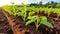 Greenhouse grown single cucumber plant