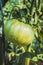 Greenhouse Grown Tomatoes