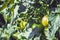 Greenhouse Grown Tomatoes