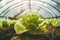 Greenhouse harvest: crispy lettuce delight