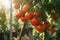Greenhouse, hothouse, glasshouse, tomatoes and tomato, illustration. Generative AI