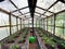 Greenhouse inside view. Young plants, tomato seedlings. Gardening and growing vegetables.