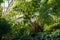 Greenhouse interior with tropical plants. Botanical conservatory with evergreen tropic palm and fern