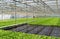 Greenhouse with lettuce