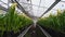 Greenhouse. Long rows of shelves with crate of blooming tulips.