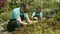 Greenhouse male owner cutting houseplants with pruner