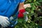 In the greenhouse a man looks after the flowers of a red and white rose