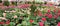 greenhouse with many pots of geraniums blossomed in spring