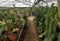 A greenhouse with many rare Philodendrons and Anthuriums in display