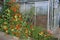 Greenhouse with nasturtiums