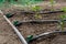 greenhouse with organic pepper plants and drip irrigation system