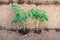 Greenhouse with organic tomato plants and drip irrigation system