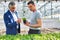 Greenhouse owner discussing over herb seedlings with botanist in plant nursery