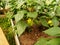 In the greenhouse, pepper fruits grow on the bushes