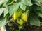 In the greenhouse, pepper fruits grow on the bushes