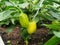 In the greenhouse, pepper fruits grow on the bushes