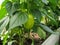 In the greenhouse, pepper fruits grow on the bushes