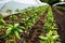 Greenhouse with pepper plant and drip irrigation