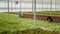 Greenhouse pickers gathering lettuce standing in a row in hydroponic enviroment inspecting leaves