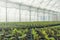 Greenhouse plant nursery. Spring Seedlings, Young plants growing