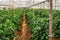 Greenhouse with plantation of sweet bell peppers plants, agruculture in Fondi, Lazio, Italy