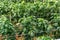 Greenhouse with plantation of sweet bell peppers plants, agruculture in Fondi, Lazio, Italy