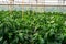 Greenhouse with plantation of sweet bell peppers plants, agruculture in Fondi, Lazio, Italy