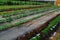 Greenhouse Plants