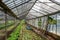 Greenhouse with plants. Cultivation of vegetable in hothouse.