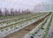 Greenhouse with plastic film which raised early tomatoes peppers and other vegetables seedlings