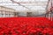 Greenhouse of Poinsettia Flowers