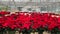 Greenhouse poinsettia red Christmas flower
