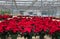 Greenhouse poinsettia red Christmas flower