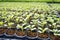 Greenhouse production, vegetable seedling in seedling tray