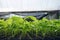 Greenhouse production, vegetable seedling in seedling tray