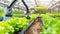 In the greenhouse, a robotic arm and small cars with black wheels on each hand plant lettuce in rows