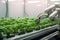 Greenhouse robotics Automated farming thrives as smart arms tend to plant growth